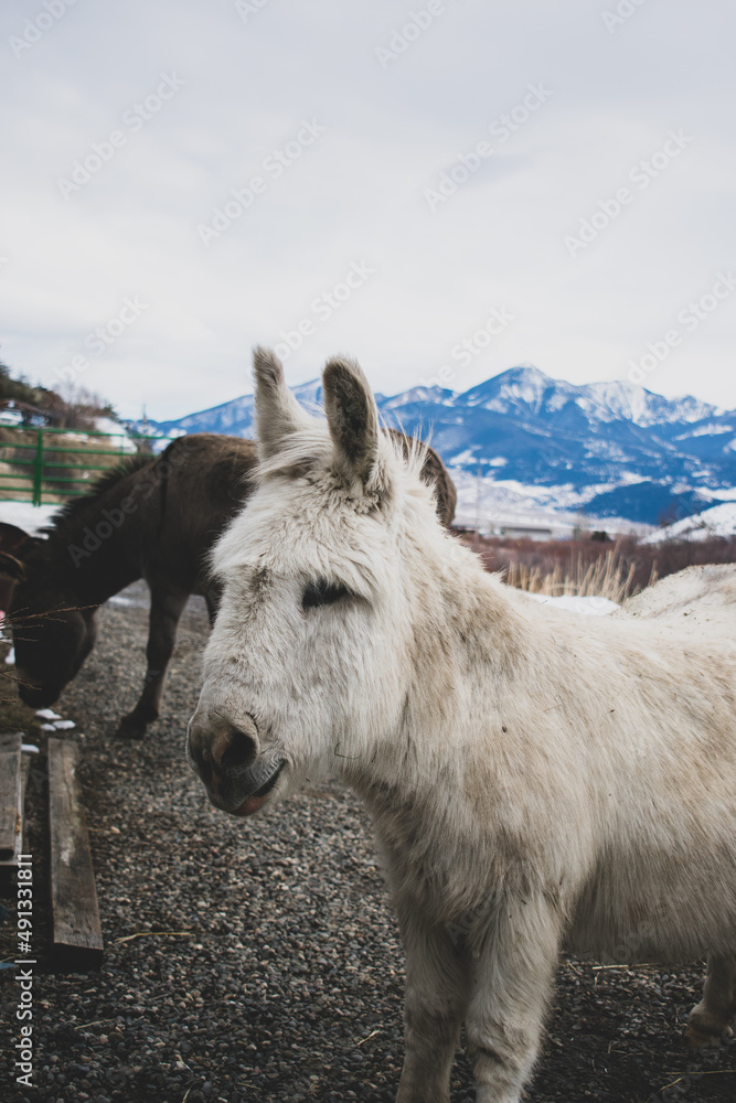 Fototapeta premium donkey on mountain