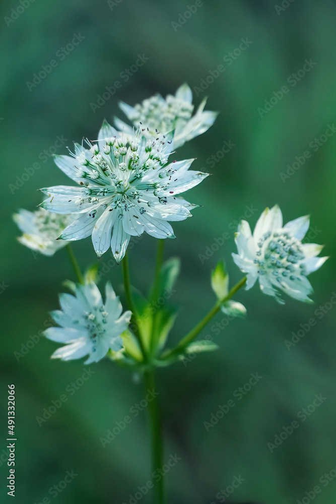 White great masterwort blooming closeup in summer, green blurred background White great masterwort blooming closeup in summer, green blurred background