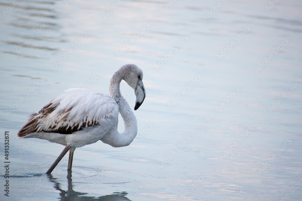 A young flamingo in a Mediterranean wetland
A young flamingo in a Mediterranean wetland