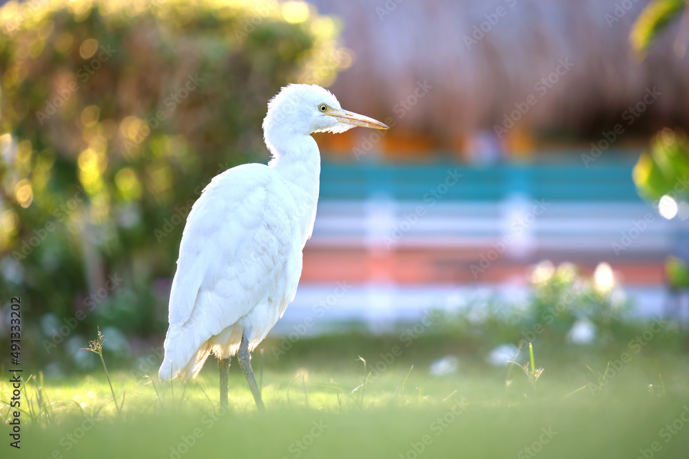 White cattle egret wild bird, also known as Bubulcus ibis, walking on green lawn at hotel yard in summer