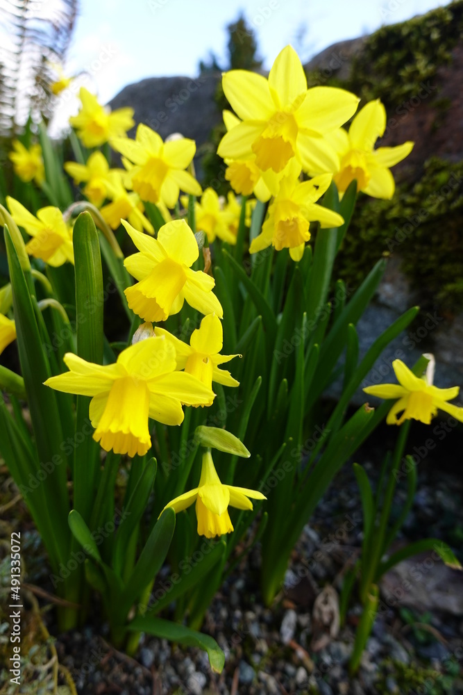 Fototapeta premium The yellow trumpets of daffodils brighten up the dullest spring day as they cluster together in gardens, on roadsides and in parks during March and April.