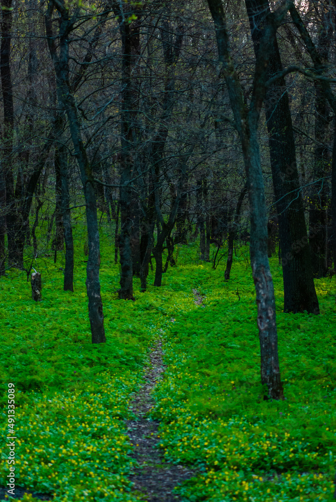 Fototapeta premium Forest in the spring , green grass, mystery path in forest , spring evening .