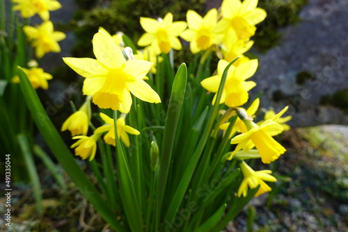 The bright yellow daffodils that adorn our roadsides and parks are likely to be garden varieties.