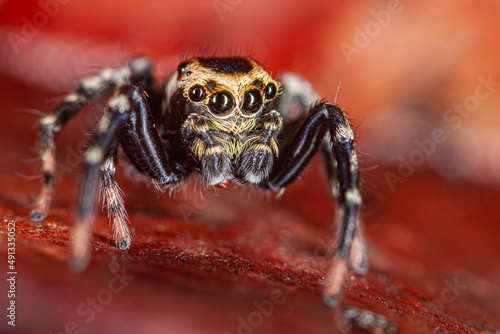 Brazilian Jump spider macro photography