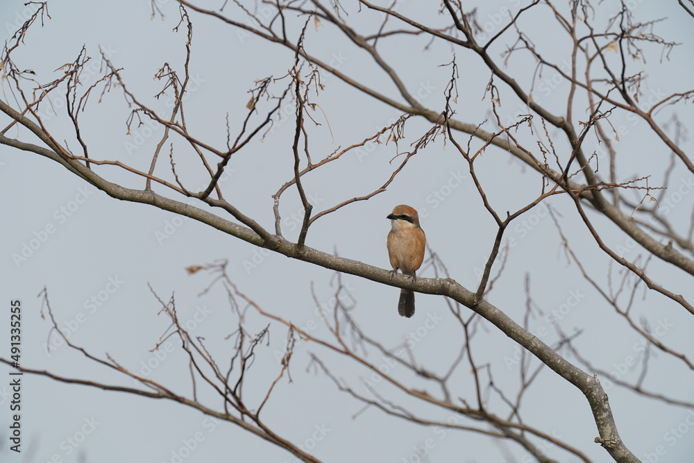 bull headed shrike in the field bull headed shrike in the field