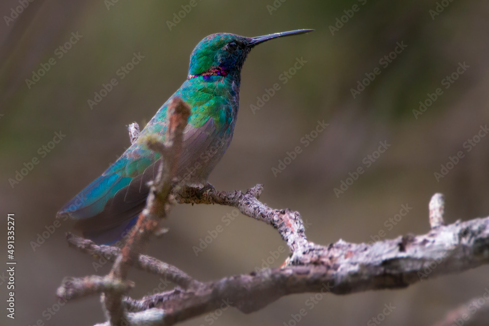 Fototapeta premium Hummingbird