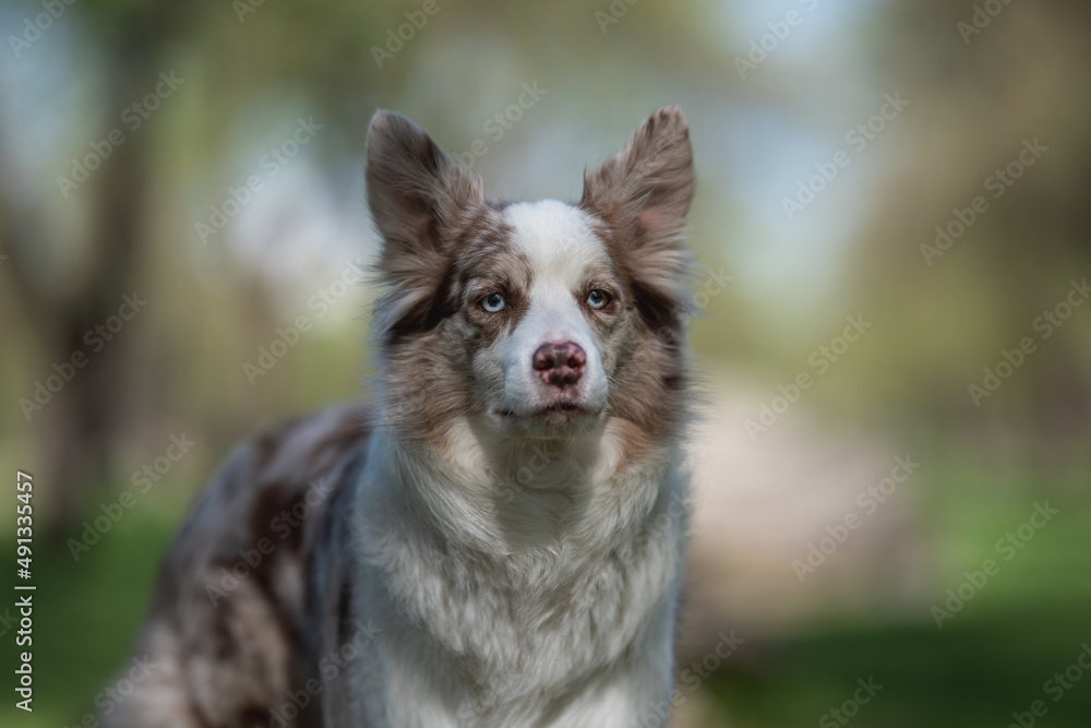 Marble border collie dog in spring park. Marble border collie dog in spring park.
