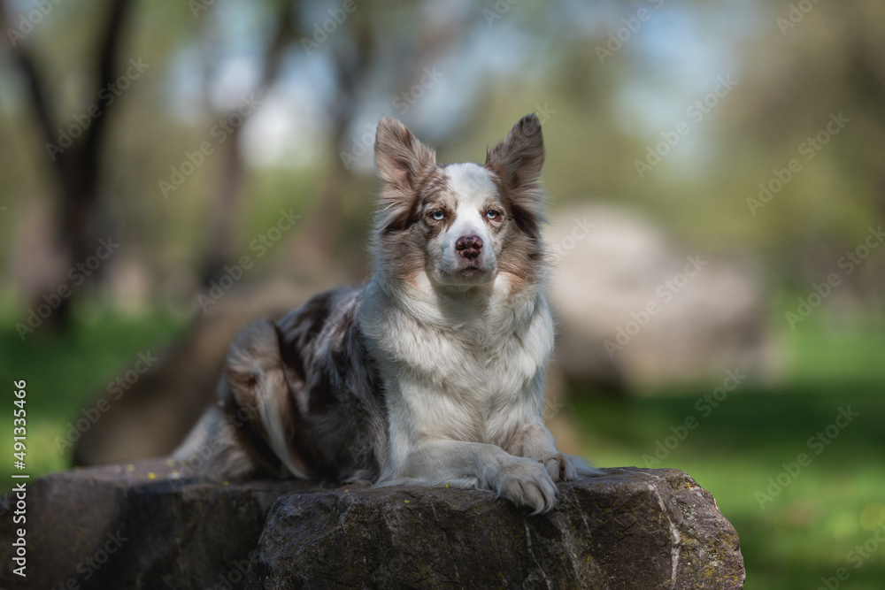 A marbled border collie dog with multi-colored eyes lying on a large stone in a spring park.