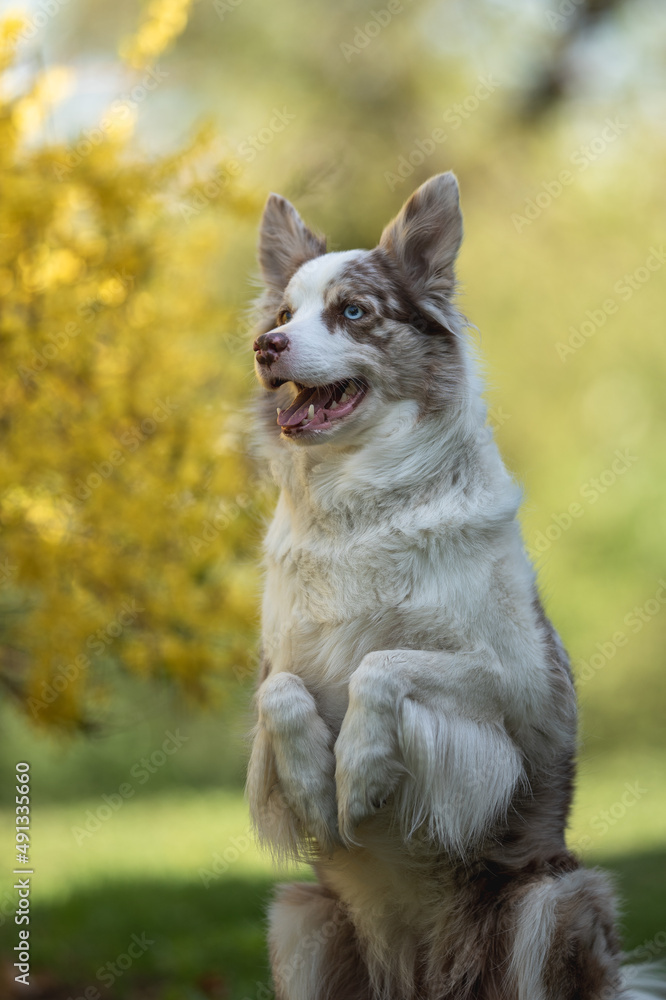 Marble border collie dog with multi-colored eyes performing a command in the spring park. Working dog