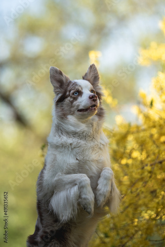 Marble border collie dog with multi-colored eyes performing a command in the spring park. Working dog