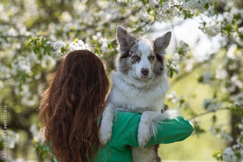 Marble border collie with multi-colored eyes on the shoulder of a red-haired girl in a blooming spring park