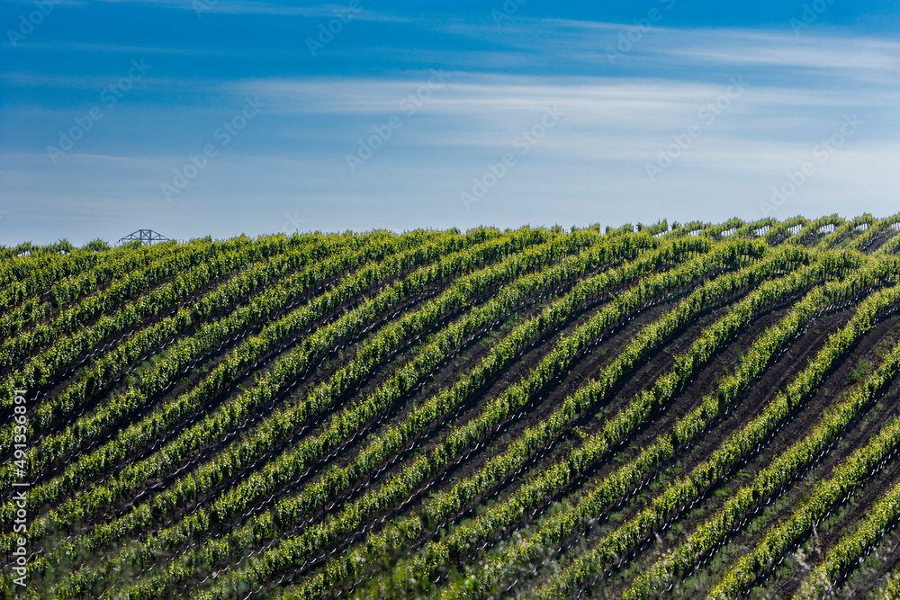 Vineyard, Napa Valley, California
