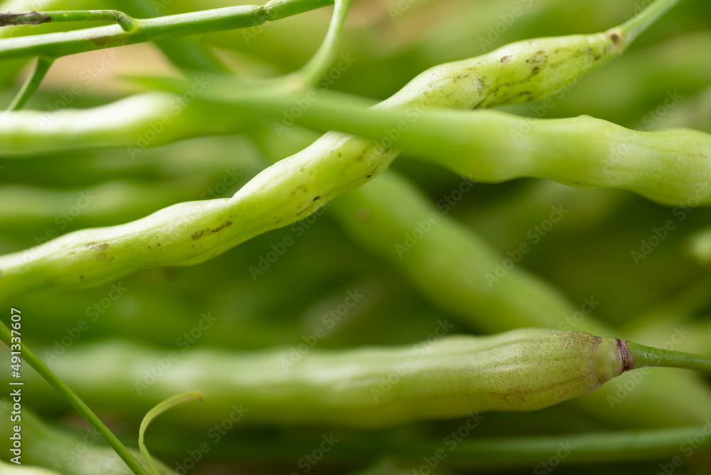 Rat tail Radish, Serpent radish or Tail pod radish (Raphanus caudatus), Edible seed pods in Southeast Asia, Food ingredients in Northern Thai food Rat tail Radish, Serpent radish or Tail pod radish (Raphanus caudatus), Edible seed pods in Southeast Asia, Food ingredients in Northern Thai food