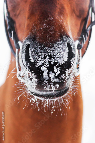 snowy nose of a bay Akhal-Teke gelding on a cold winter day