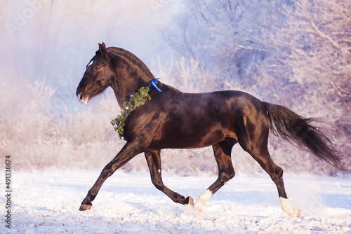 a black trotter has fun and runs in freedom in the snow  at a pink-purple dawn  among trees in white hoarfrost  on a cold winter day