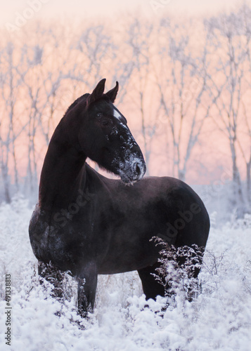 portrait of a black trotter with a snowy nose at the dawn of a cold winter day among trees in white frost