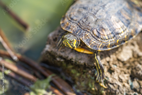 Red-eared turtle (Trachemys scripta elegans) resting on a stone in the lake.