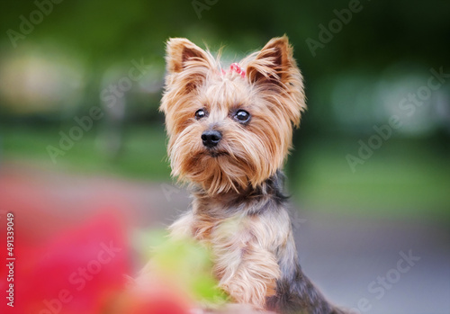 Yorkshire terrier with a bow on the background of the forest and red flowers put his paws and looks out