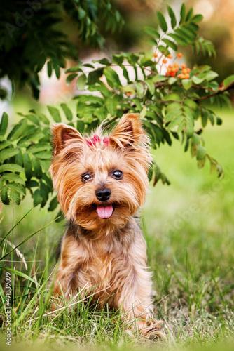 a small Yorkshire terrier dog with a red bow on his head sits under a berry tree and shows his tongue on a hot summer day © Ksenia Groshova