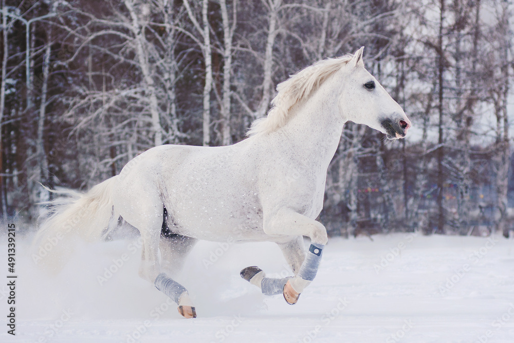 a white horse trotter merrily runs free through large snowdrifts in a winter field