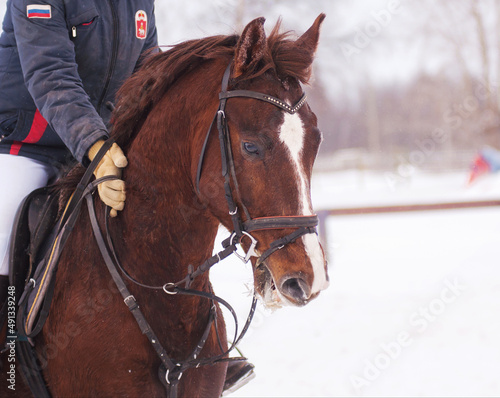 a red horse receives praise from his rider for a good job in the winter field