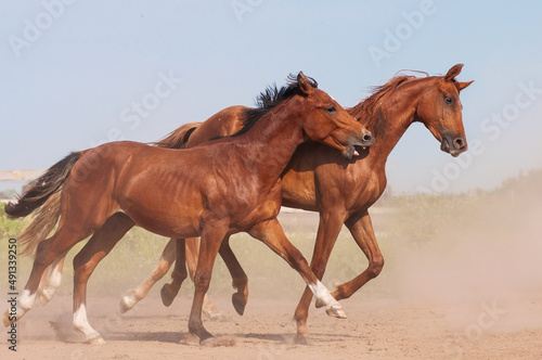 young red and bay foals run merrily in the herd and play with each other, bite kindly and enjoy the summer