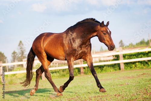 a beautiful well-groomed bay horse with a shiny coat runs in a field at a summer dawn