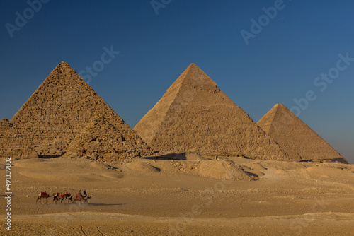 Camels in front of the Great pyramids of Giza  Egypt