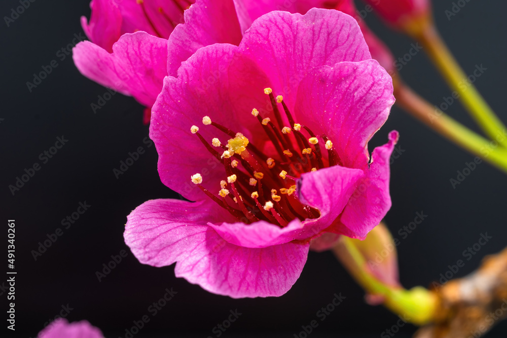 Fototapeta premium Prunus campanulata, is a beautiful pink flower that also blooms at the beginning of spring