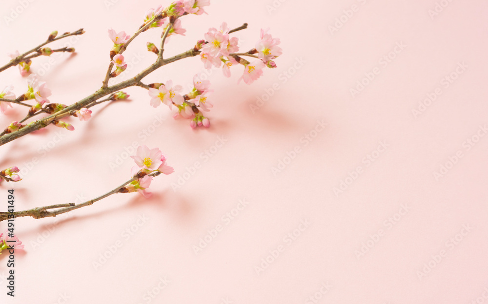 Cherry blossom background material. Cherry blossoms on pink background. 桜の背景素材。ピンク背景上の桜の花
Cherry blossom background material. Cherry blossoms on pink background. 桜の背景素材。ピンク背景上の桜の花