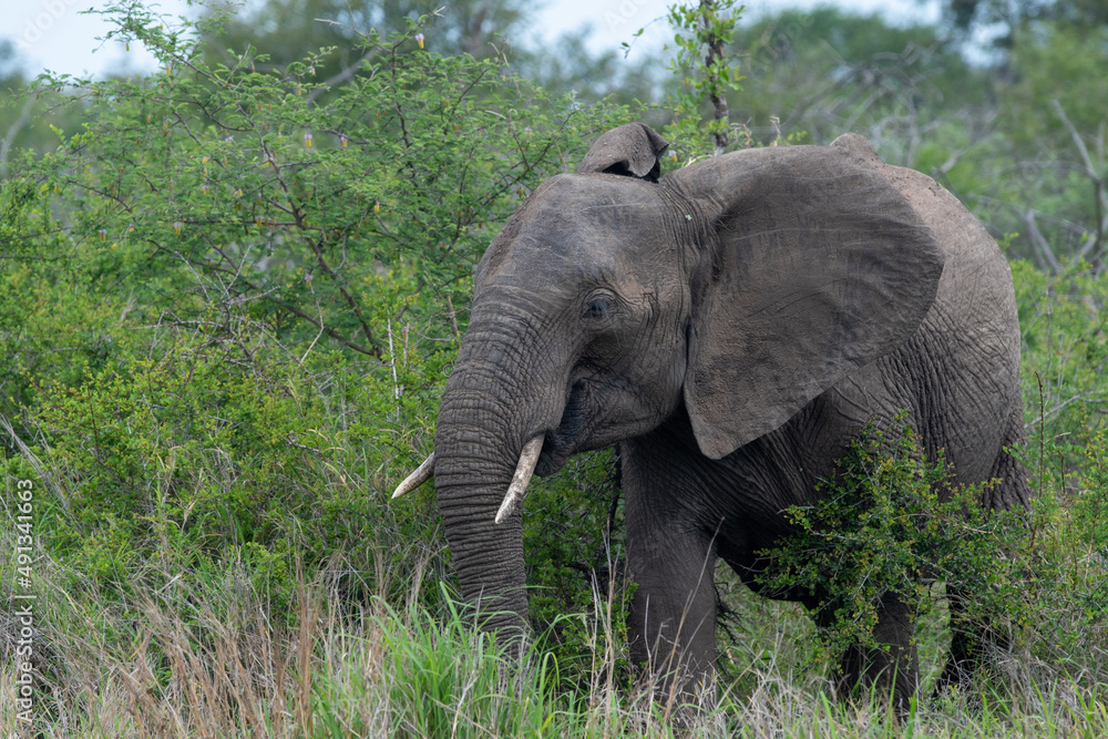 African elephant in South Africa