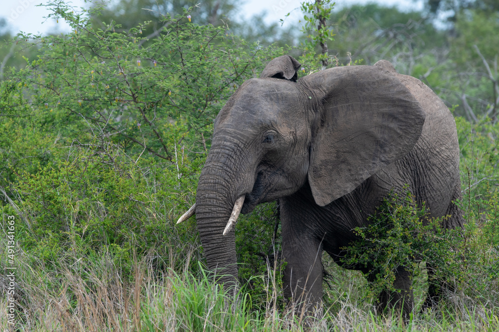 African elephant in South Africa African elephant in South Africa