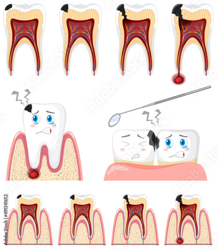 Set of all types of teeth on white background