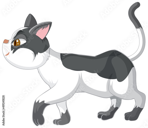 A cat walking on white background