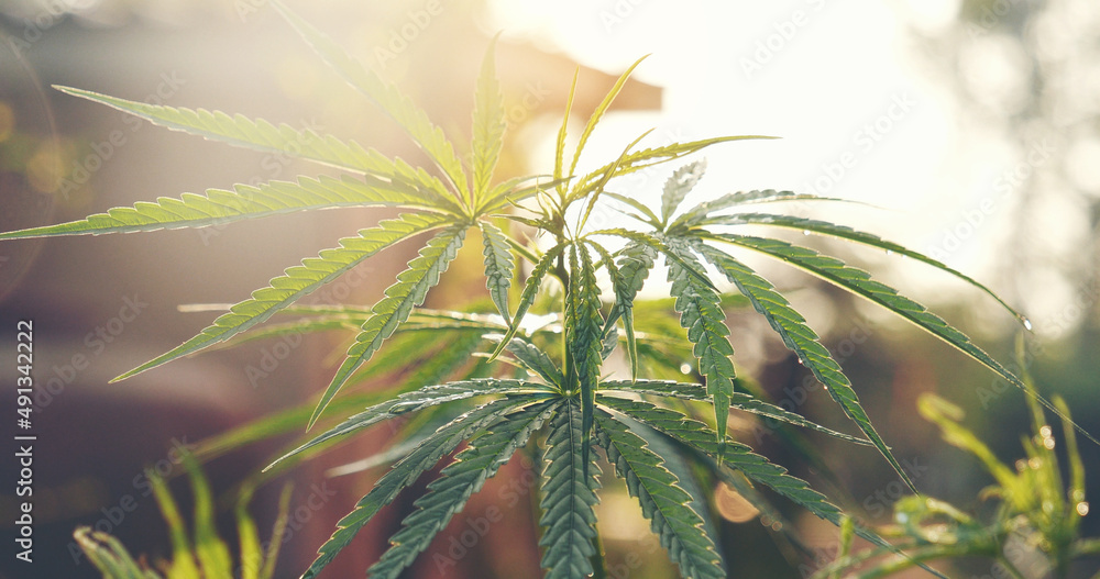 Green Marijuana tree cannabis plant narcotic herbal in greenhouse. Hemp leaf made cannabis crude oil medicine farm on sun light. CBC, THC herb agriculture Weed leaf Drug, medicine healthcare concept Green Marijuana tree cannabis plant narcotic herbal in greenhouse. Hemp leaf made cannabis crude oil medicine farm on sun light. CBC, THC herb agriculture Weed leaf Drug, medicine healthcare concept
