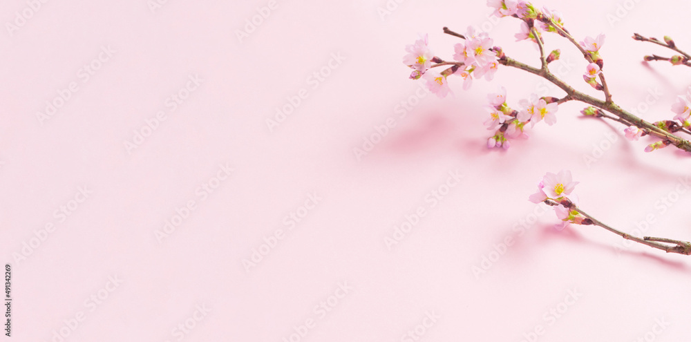 Fototapeta premium Cherry blossom background material. Cherry blossoms on pink background. 桜の背景素材。ピンク背景上の桜の花