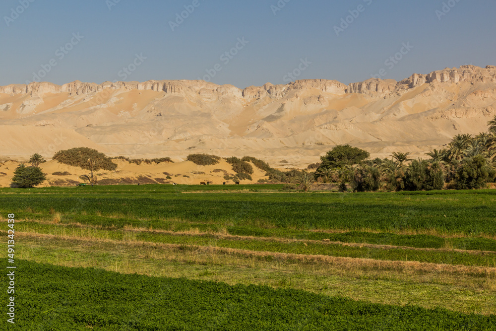 Fototapeta premium View of Dakhla oasis, Egypt