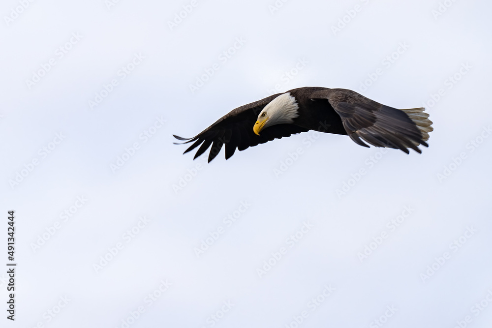Adult Bald Eagle in Flight Virginia Adult Bald Eagle in Flight Virginia
