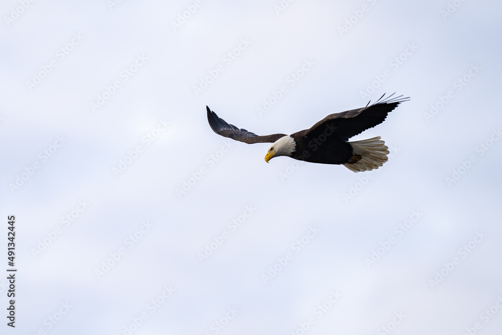Adult Bald Eagle in Flight Virginia Adult Bald Eagle in Flight Virginia