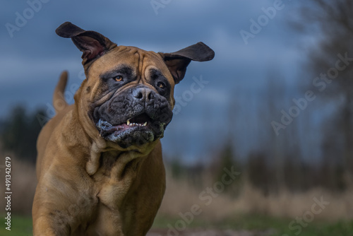 2022-03-07 OUTDOOR PORTRAIT OF A BULLMASTIFF RUNNING TOWARDS THE CAMERA, MOUTH OPEN AND EARS UP IN THE AIR WITH A BLURRY BACKGROUND