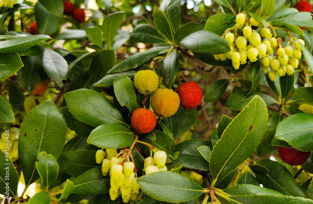 Φωτογραφία Corbezzolo Arbutus unedo frutti maturi sui rami dell’albero
