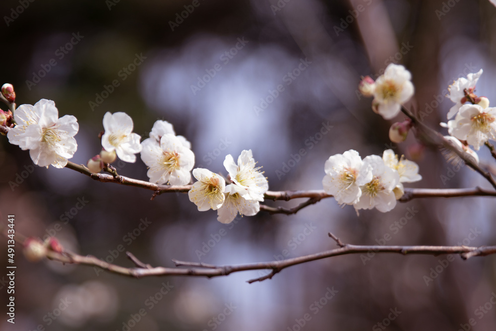 White flowers on the branches of a plum tree Prunus domestica on a nice sunny day with a blue sky in the background in early spring