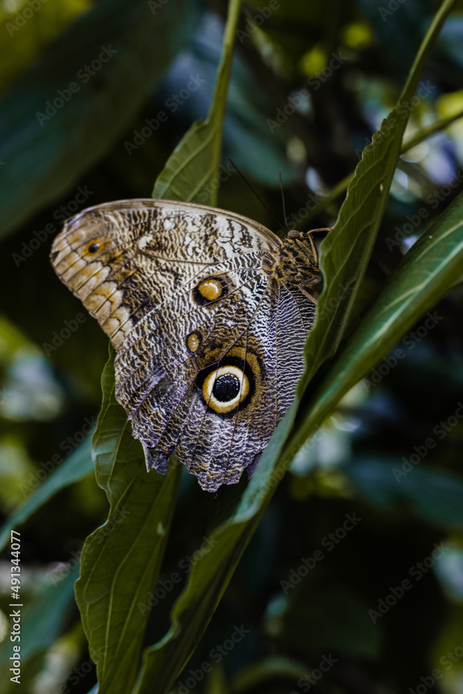 Obraz premium butterfly on leaf
