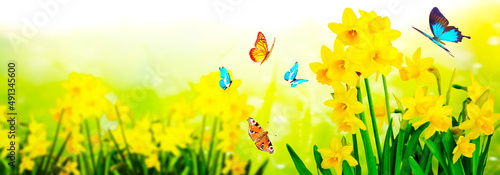Yellow daffodils and butterflies in the garden