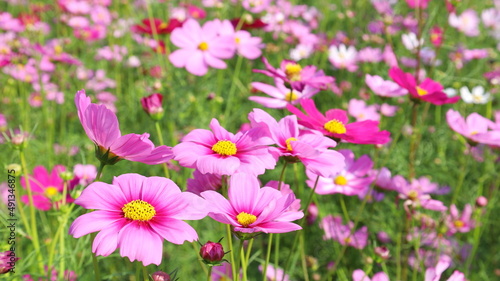 Pink cosmos flowers in the field. The flowers of peace that bloom outdoors in the summer are beautiful and bright in nature. Selective focus
