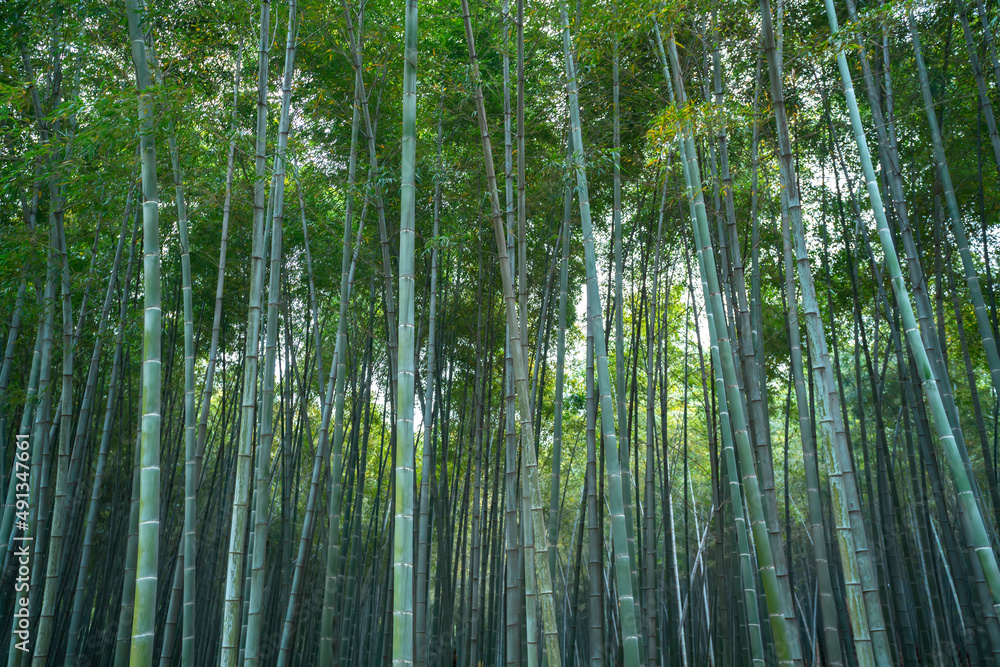 Outdoor deep natural scenery in bamboo forest Outdoor deep natural scenery in bamboo forest