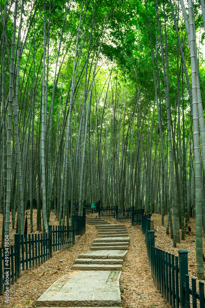 Outdoor deep natural scenery in bamboo forest Outdoor deep natural scenery in bamboo forest