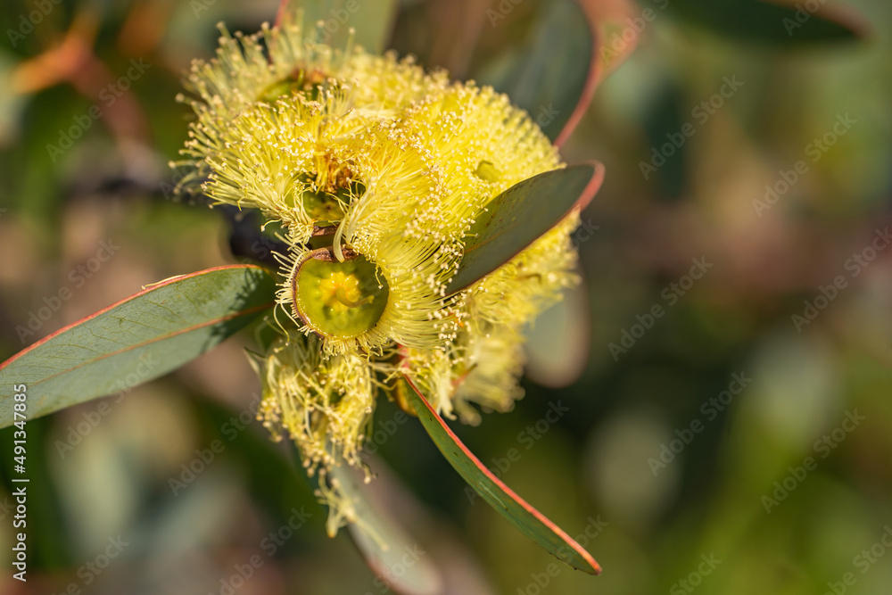 Close-up of yellow eucalyptus flowers. Close-up of yellow eucalyptus flowers.