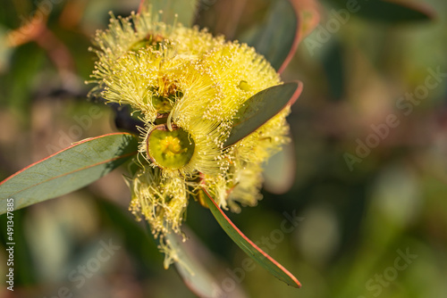 Close-up of yellow eucalyptus flowers. photo