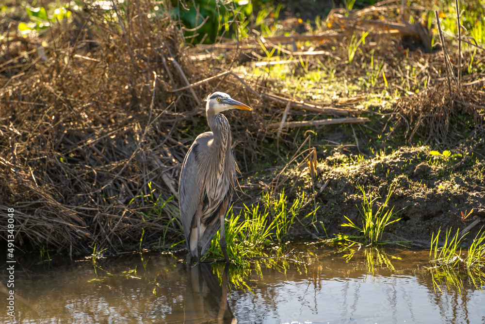 Great blue heron (Ardea cinerea) stands in a swamp. Great blue heron (Ardea cinerea) stands in a swamp.
